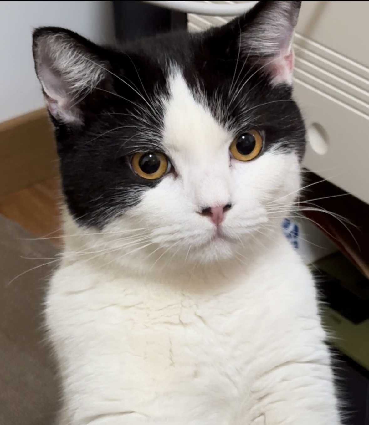 My cat 'eleven'